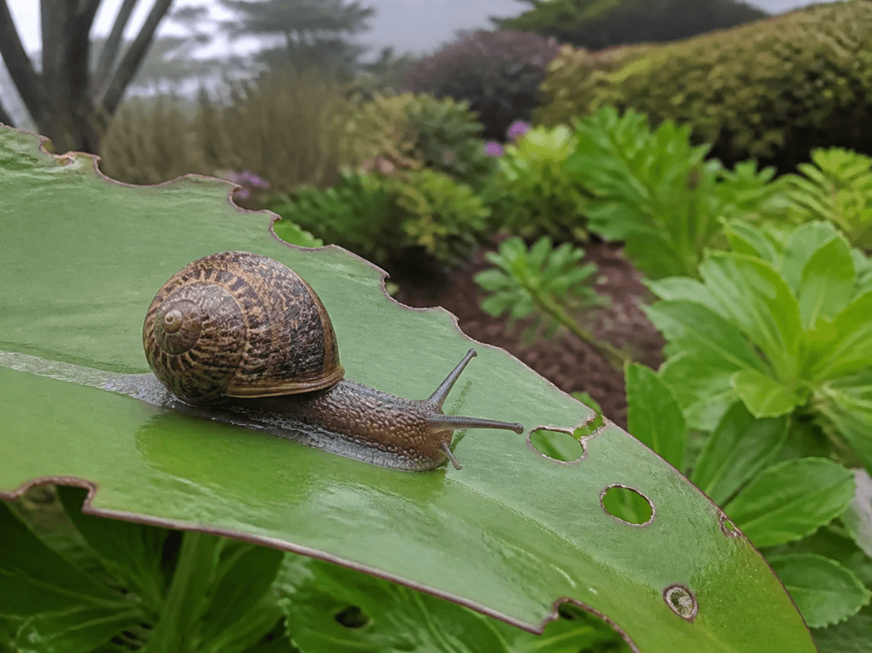 Brown garden snail crawling across a chewed landscape plant leaf